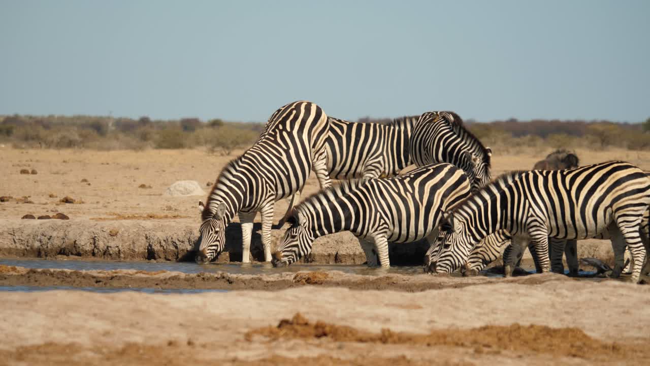 una manada de cebras se reúne alrededor de un pequeño abrevadero en el parque nacional nxai pan, botswana