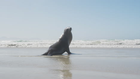 Robbe-Am-Strand-An-Einem-Sonnigen-Tag