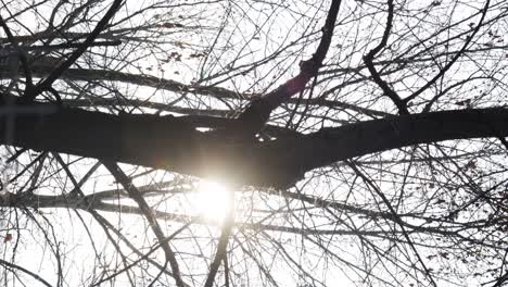 Disparo-Vertical-De-árbol-Sin-Hojas-Contra-El-Sol