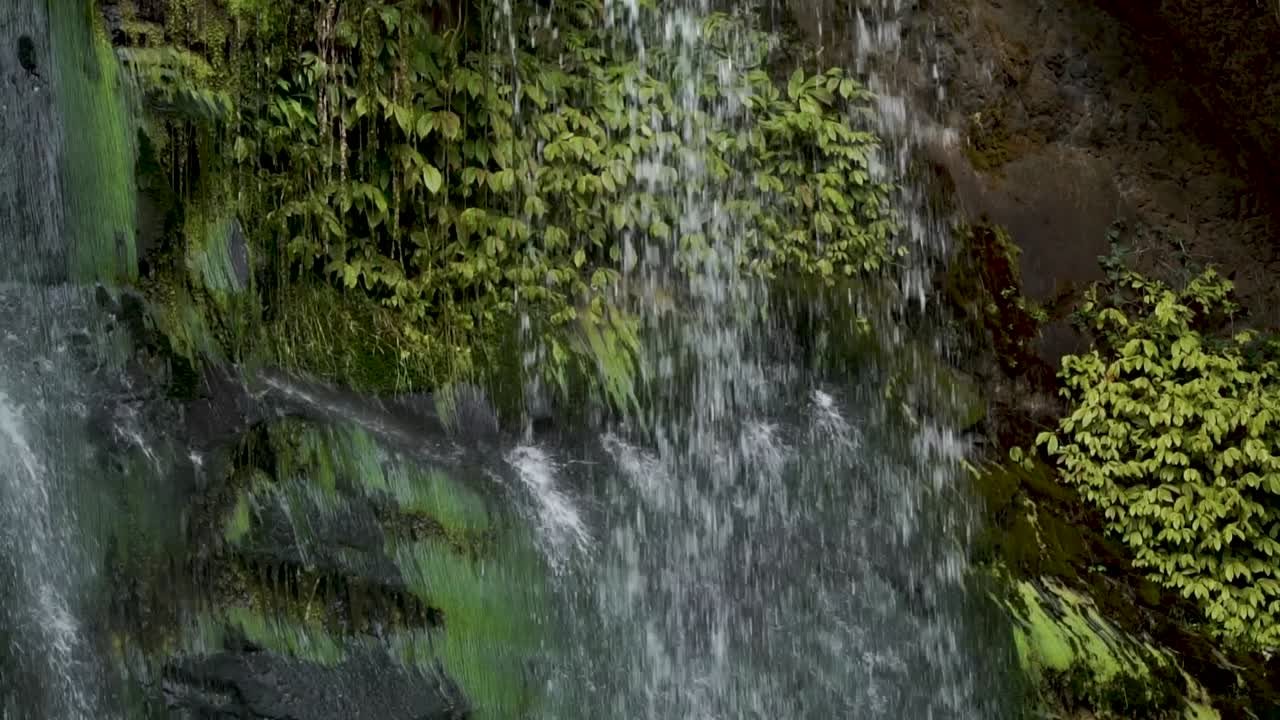 Close up of tropical waterfall in native lush New Zealand forrest