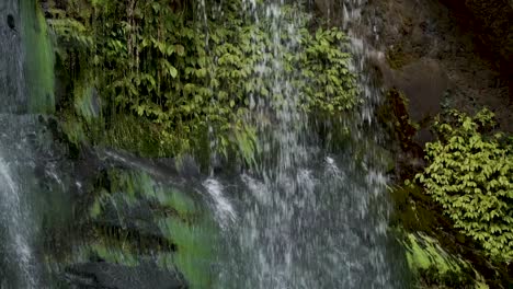 close up of tropical waterfall in native lush new zealand forrest