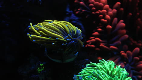an indonesian gold torch coral (euphyllia glabrescens) flowing in the current with clownfish in an anemone behind it.