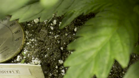 lush green leaves of cannabis with label and hygrometer on garden soil