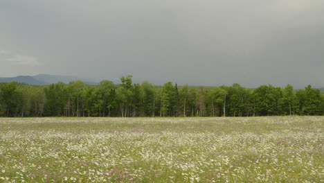 Storm-brews-above-wildflower-field,-Slider-left-to-right-shot