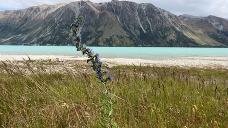 purple flower in front of beautiful alpine lake background