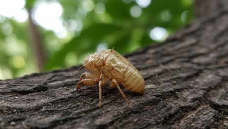 close-up of a shed exoskeleton of a cicada on tree bark in a lush green environment capturing the subtle beauty of nature's insect transformation