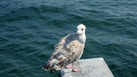 close up of beautiful seagull standing on surface at baltic sea and pecking during sunlight