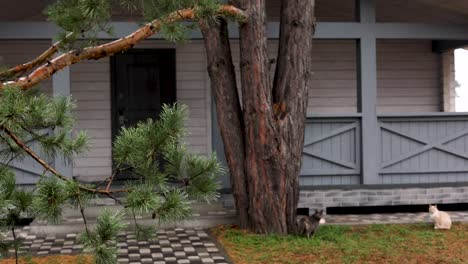 cozy country house with cats