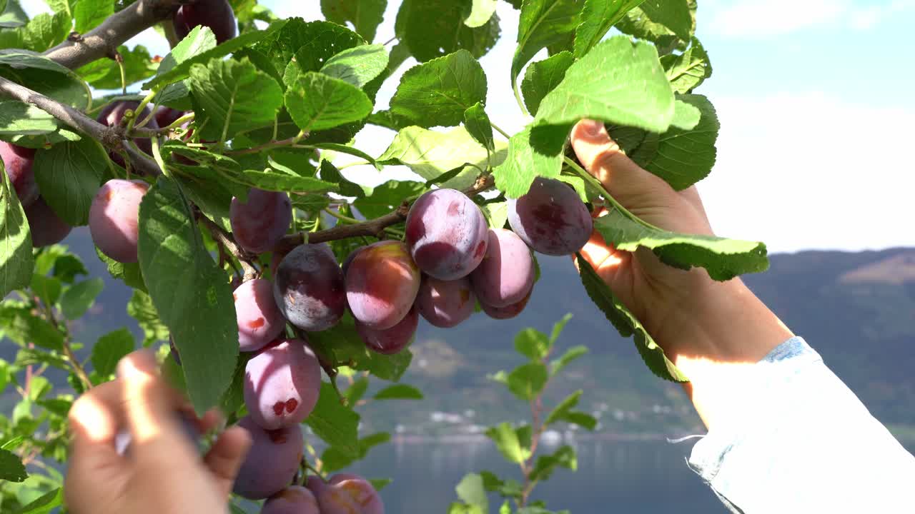 manos femeninas levantando la rama de un árbol frutal para presentar hermosas y sabrosas ciruelas maduras en la granja en hardanger noruega - cierre estático de las manos bajo la fuerte luz del sol - foco superficial