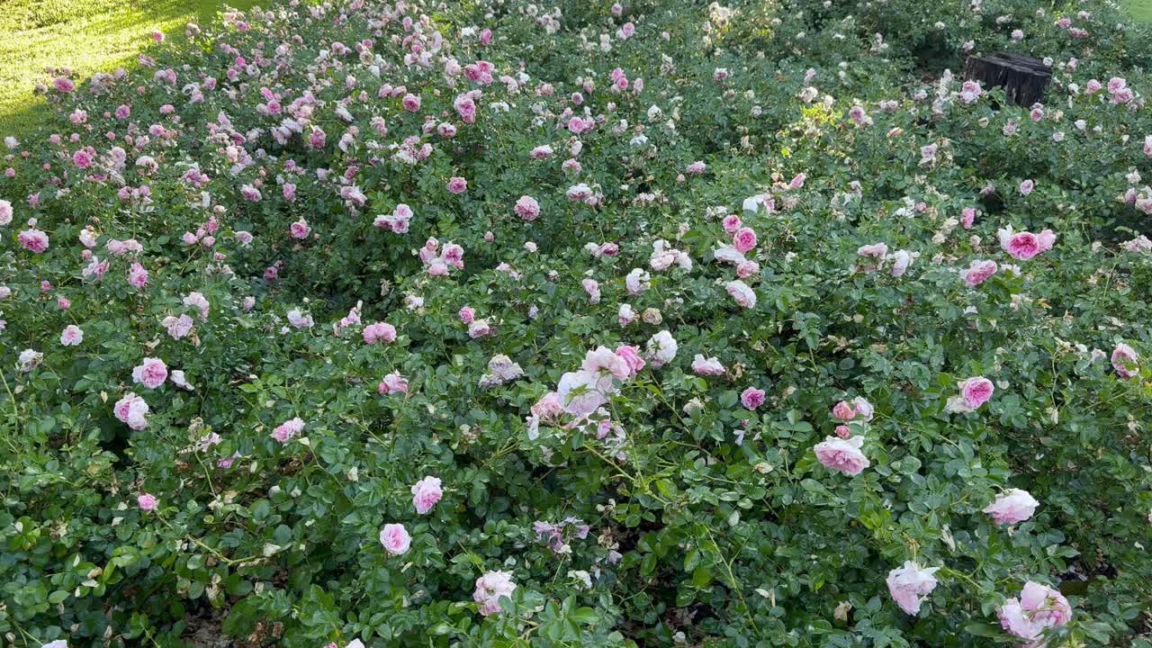 Flowers in a garden in a wealthy home. Constantia, Cape Town