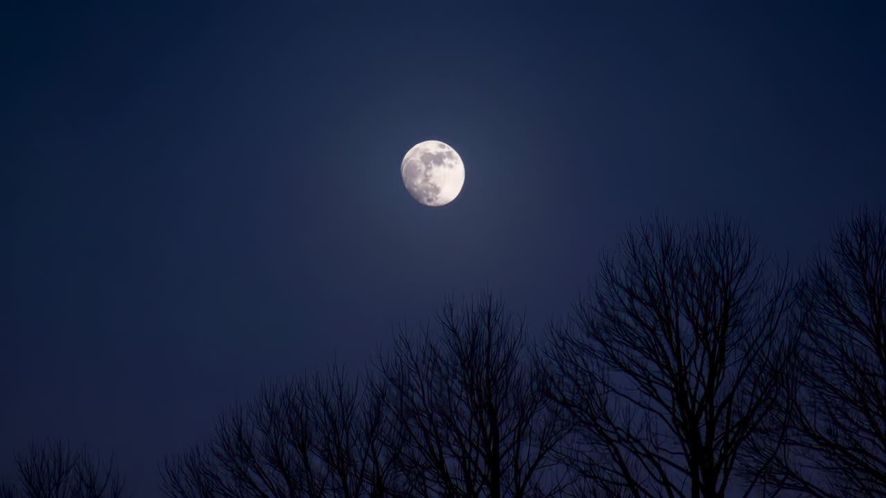 Full Moon Behind Bare Trees at Night