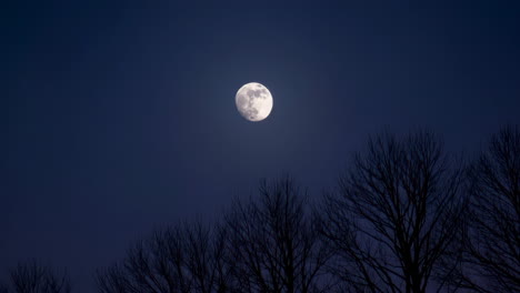 full moon behind bare trees at night