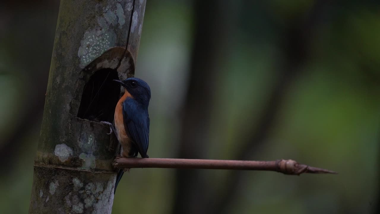 un pájaro de plumas azules llamado mosquitero de gusano está monitoreando a sus crías en un nido de bambú