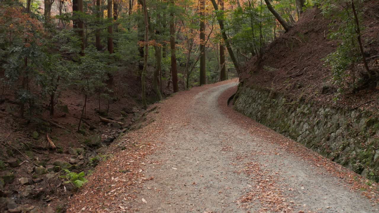 단풍으로 뒤덮인 시골 숲길, 나라 일본
