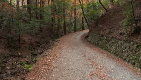 camino arbolado cubierto de hojas de otoño, nara japón