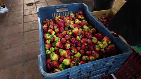 fresh strawberries basket in farmer market, natural look. strawberry crop concept