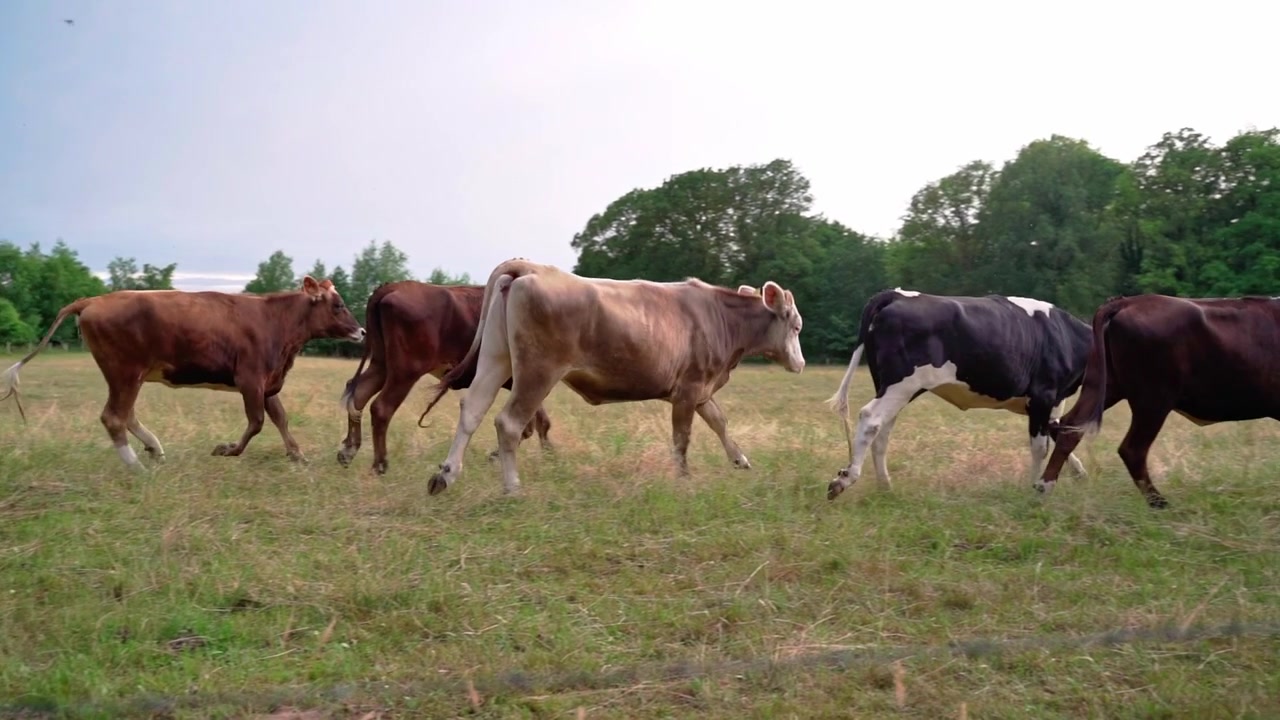 Mucche che corrono in un campo al rallentatore