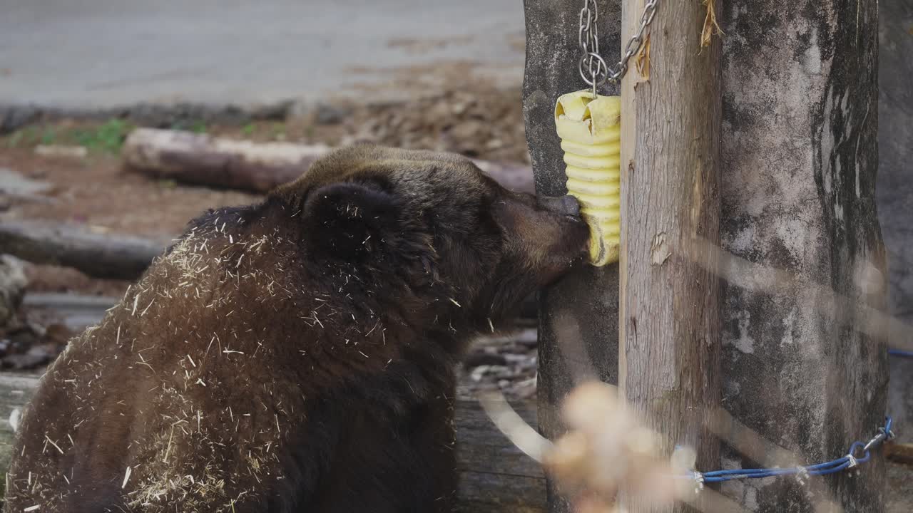Big Brown Grizzly Bear and its thirsty behavior