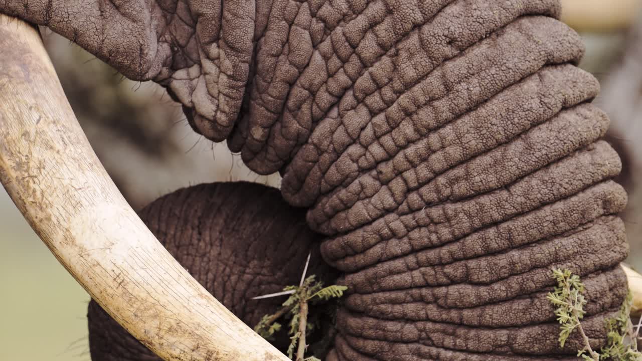 tronco de elefante africano de cerca detalle extremo en el parque nacional del serengeti en tanzania en áfrica, elefantes alimentándose y comiendo arbustos en safari de vida silvestre africano animales de juego