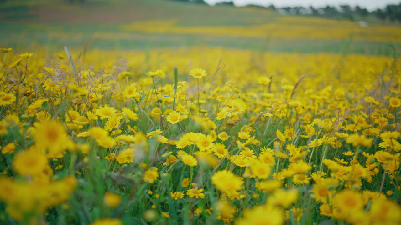 Summer field yellow camomiles closeup. Blooming meadow flowers rural nature