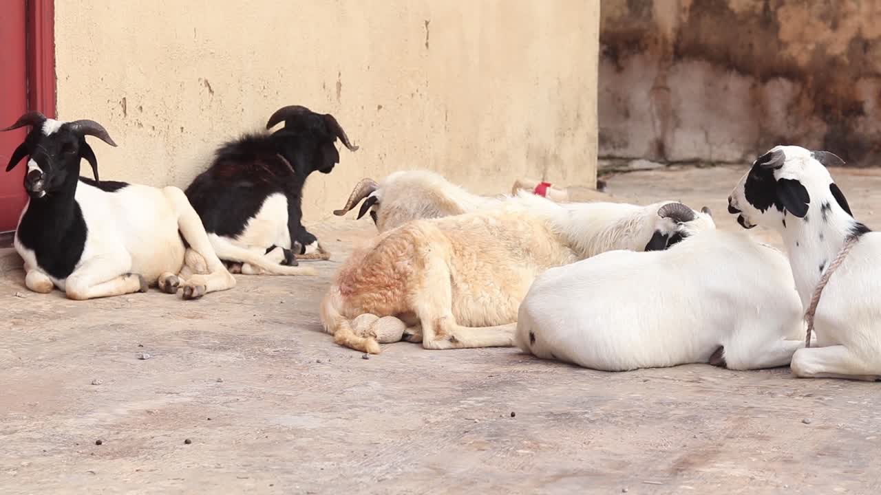 A chicken walks in front of a herd of goats lying on the pavement of a small Nigerian village