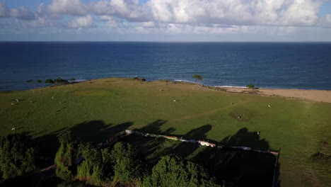 aerial view of cows grazing on a pasture on a sea shore