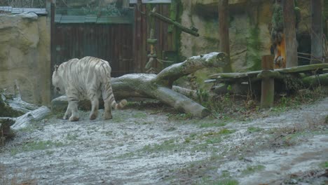 Weißer-Tiger-Läuft-Durch-Das-Außengehege-Des-Zoos,-Breite-Statische-Aufnahme