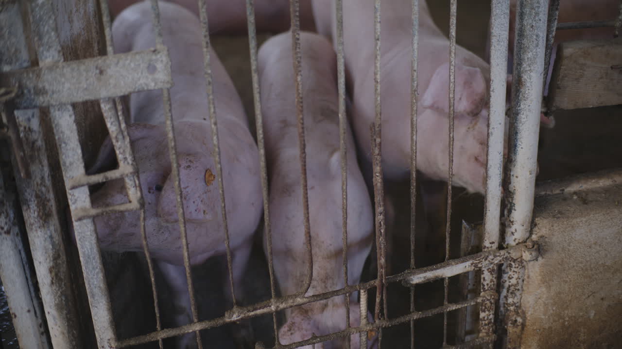 창고에 힌 돼지