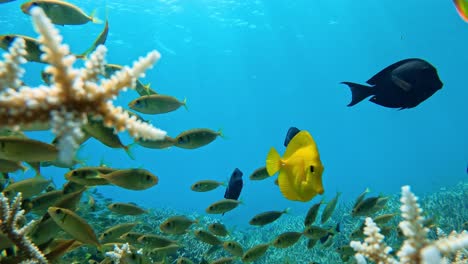 shoal of fishes swimming on the reef under the ocean in ogasawara islands, japan