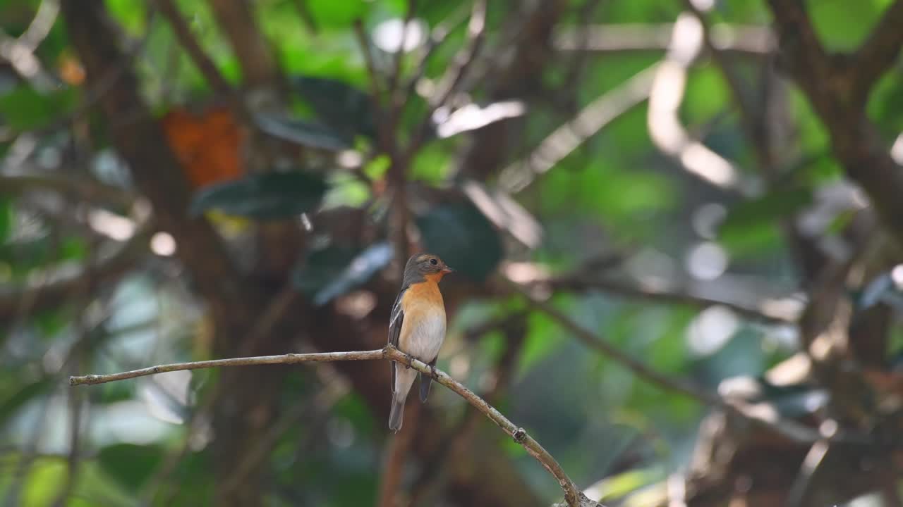 Ficedula mugimaki, a female Mugimaki Flycatcher looking to the right while perched on a small branch during a windy day, preens its left wing five times as it looks forward and chirps a little