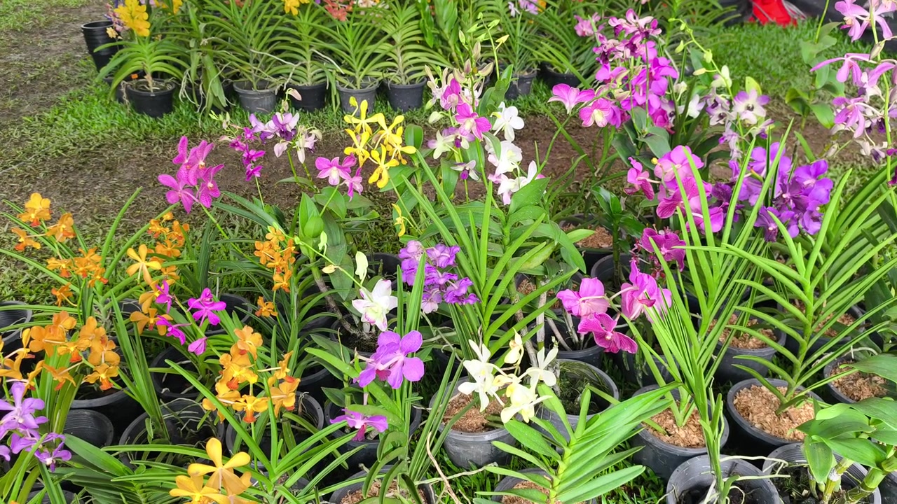 Olika arter av orkidéplantor växer i plastpåsar i en kommersiell plantskola. Kunder bläddrar bland urvalet. De väljer sina unga favoritplantor