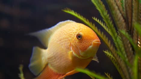 pez naranja en el acuario