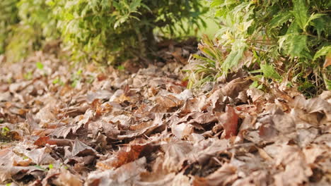 가을 동안 백그라운드에서 osmanthus heterophyllus의 녹색 식물과 함께 정원에 떨어진 마른 잎 - 슬라이더 오른쪽 샷