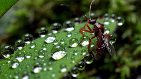 macro shot of an insect on a dew-covered leaf