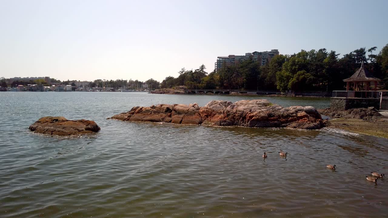 Ducks in Sea during summer