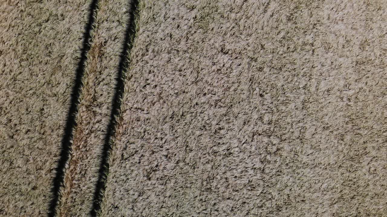 imágenes de drones vista directa estática desde arriba sobre cultivos dorados maduros que se balancean con la ruta del tractor en el lado izquierdo