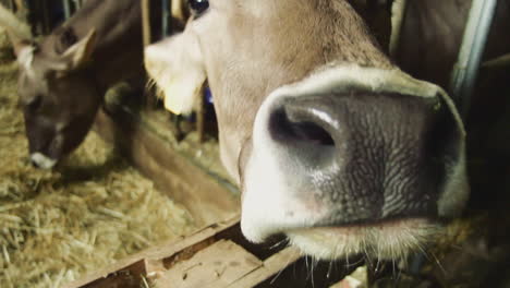 detalle de la nariz de una vaca en una granja