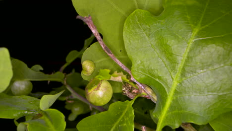 Una-Avispa-Biliar-Ubicada-Entre-Las-Hojas-Jóvenes-De-Un-Roble-Creando-Agallas