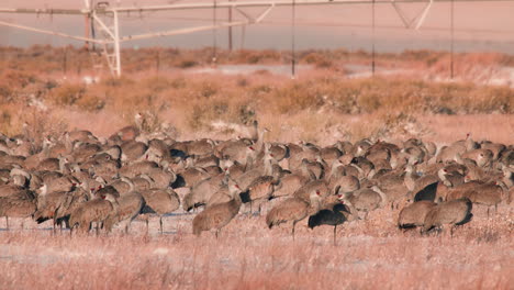 un grupo de grullas de colina de arena reunidas en un campo de hierba nevada