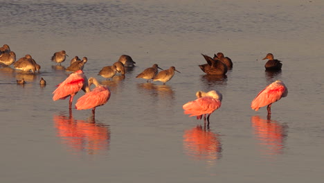 Las-Aves-Playeras-Vadean-En-Luz-Dorada-A-Lo-Largo-De-La-Costa-De-Florida-1