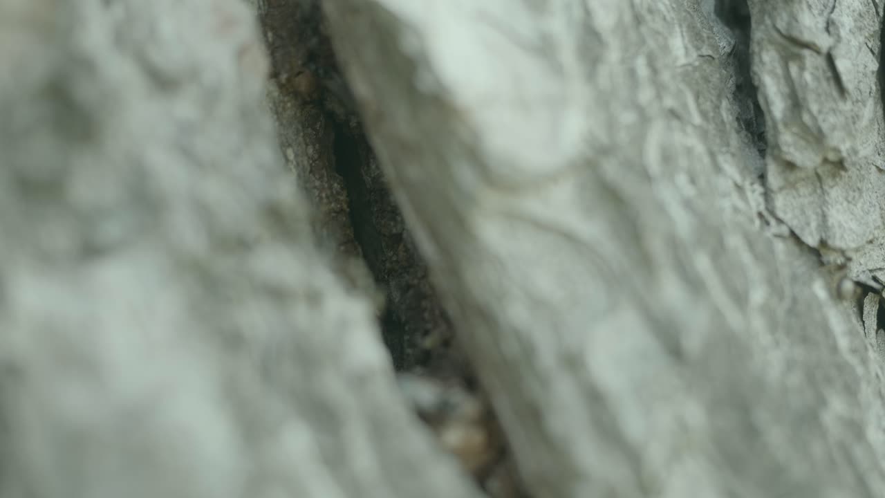 나무 줄기 균열 에 있는 개미 들