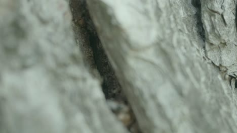 hormigas en una grieta del tronco de un árbol