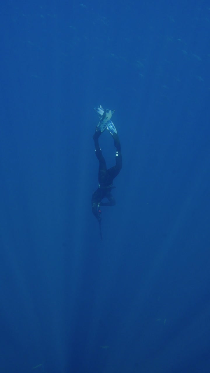 A spearfisherman dives downward into clear, deep blue ocean water off the New Zealand coast, beginning his hunt. New Zealand - Aotearoa