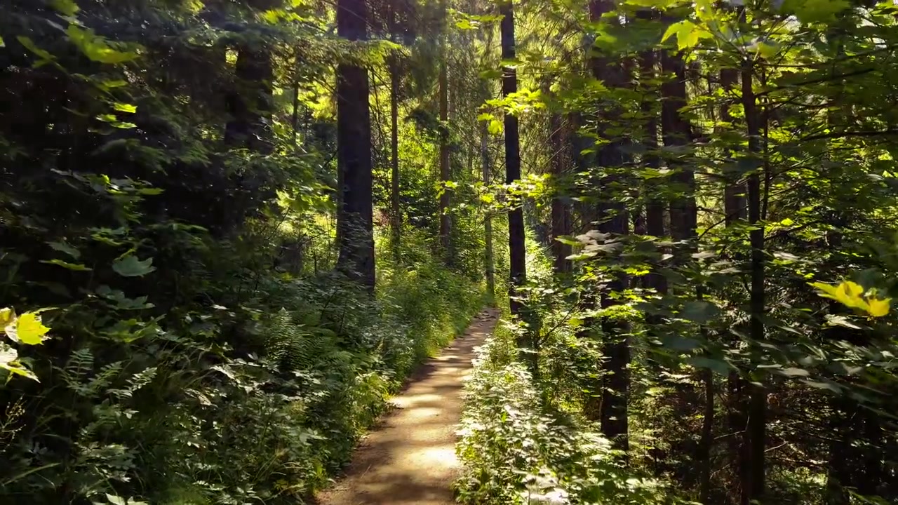 Camera moves along an empty dirt hiking path winding through a lush, dense green forest illuminated by dappled sunlight.