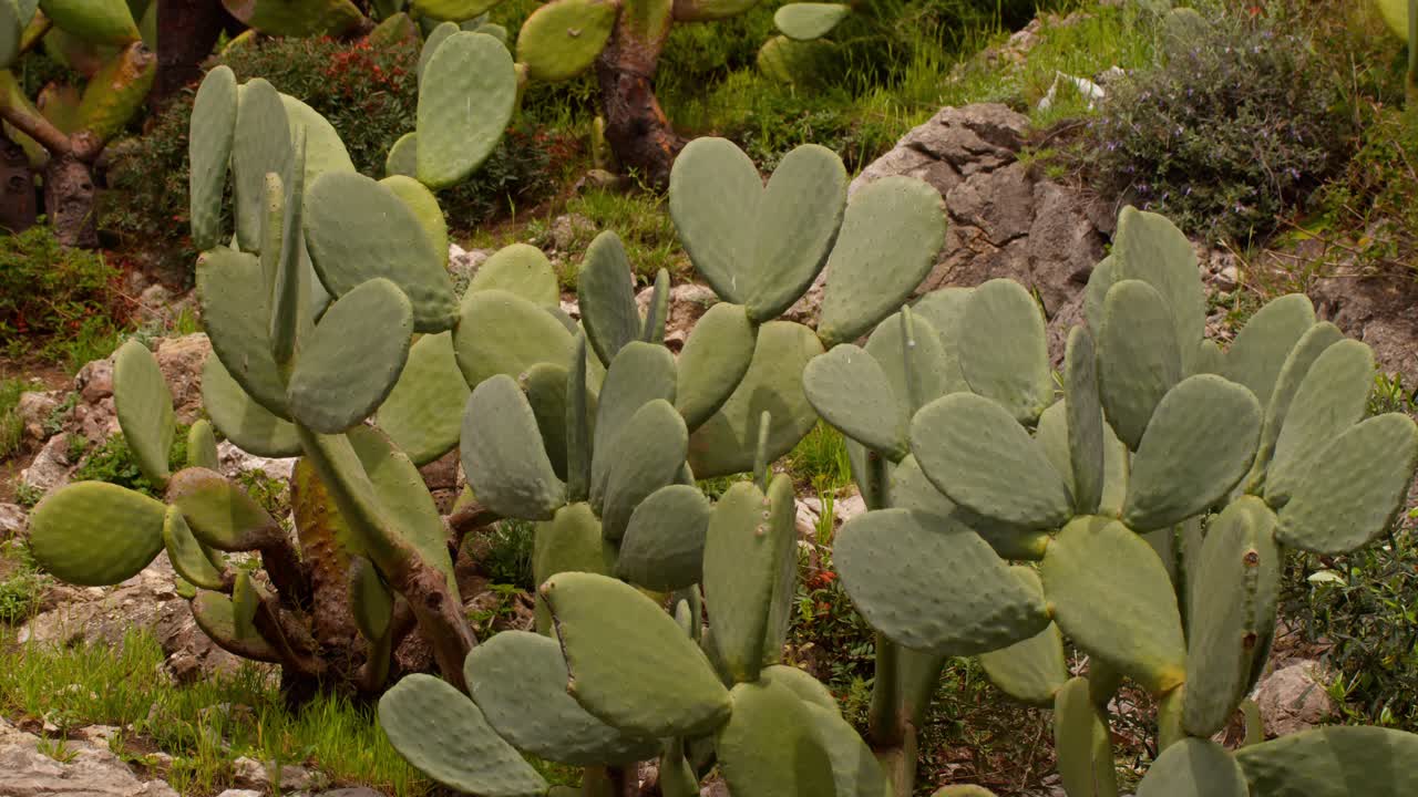 Close-up of rounded cactus in sunlight, filling the frame with texture and nature in Taormina, Sicily, Italy (Italia)