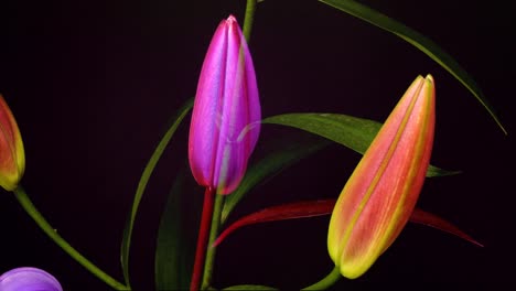 flor rosa 03