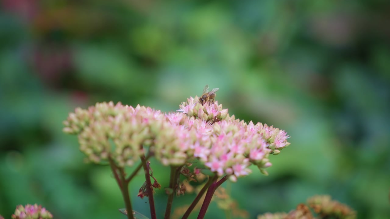 Nærbilde av honningbie på silkeplanteblomst