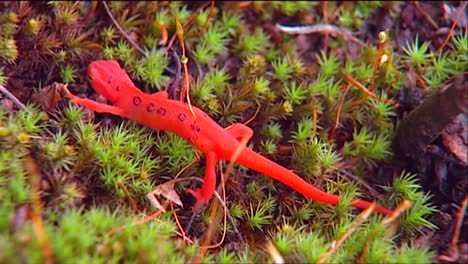 a red salamander crawls across a green bed of lichen