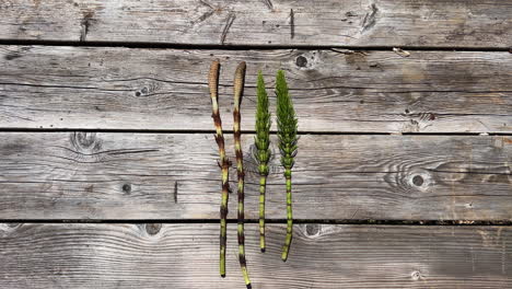 Horsetails-delicately-arranged-on-a-wooden-table—a-blend-of-nature-and-simplicity