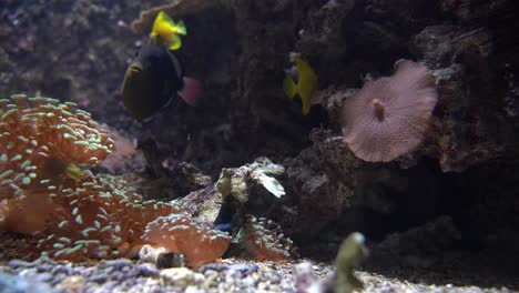 closeup of unicorn fish and yellow tang swimming amongst corals and anemone at seabed - tropical strong color fish